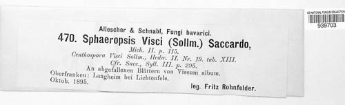Botryosphaeria visci image